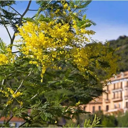 Апартаменты Bormes-les-mimosas, 2 Pieces, 4 Personnes - Fr-1-251-278 *